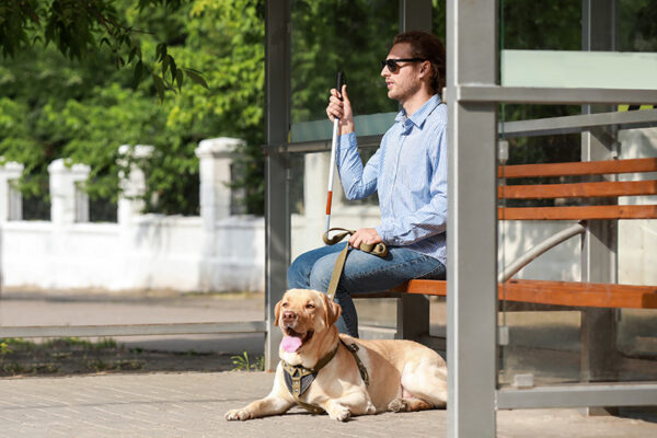 A man with a guide dog waits at a bus stop, holding a white cane and a smartphone, with greenery and a white fence in the background.