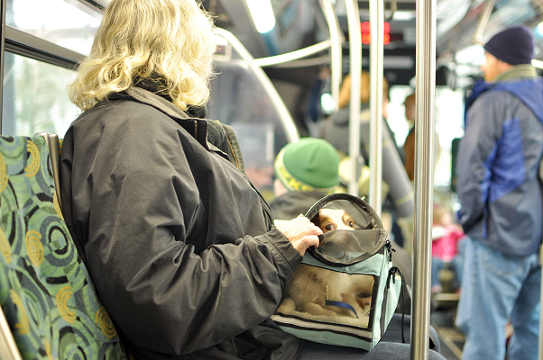 A person sits on a bus, holding a small bag with a dog's head peeking out. Other passengers are seen seated and standing in the background.